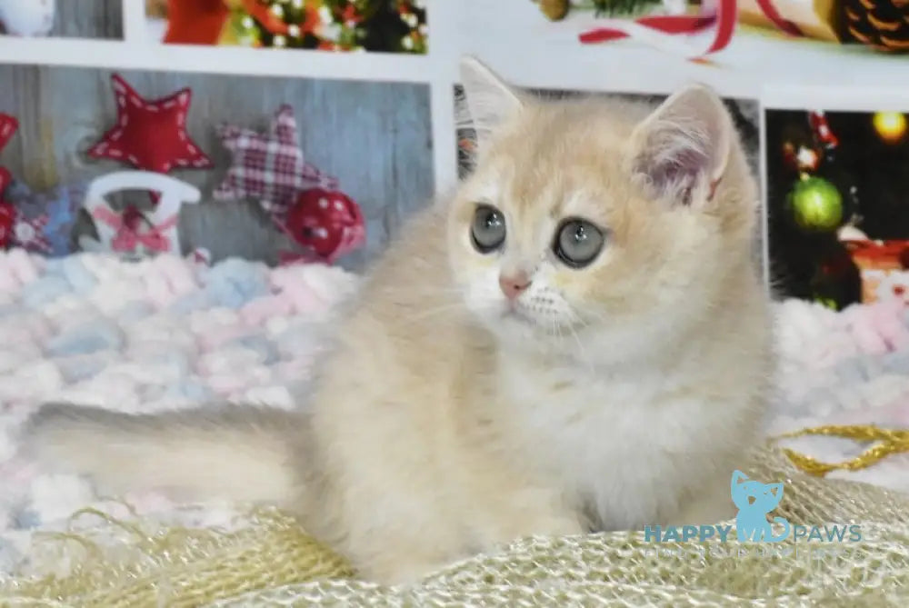 Celine British Shorthair Female Blue Golden Chinchilla Live Animals