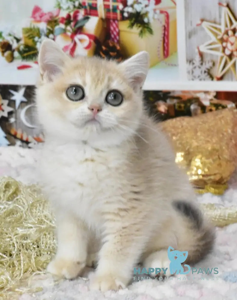 Celine British Shorthair Female Blue Golden Chinchilla Live Animals