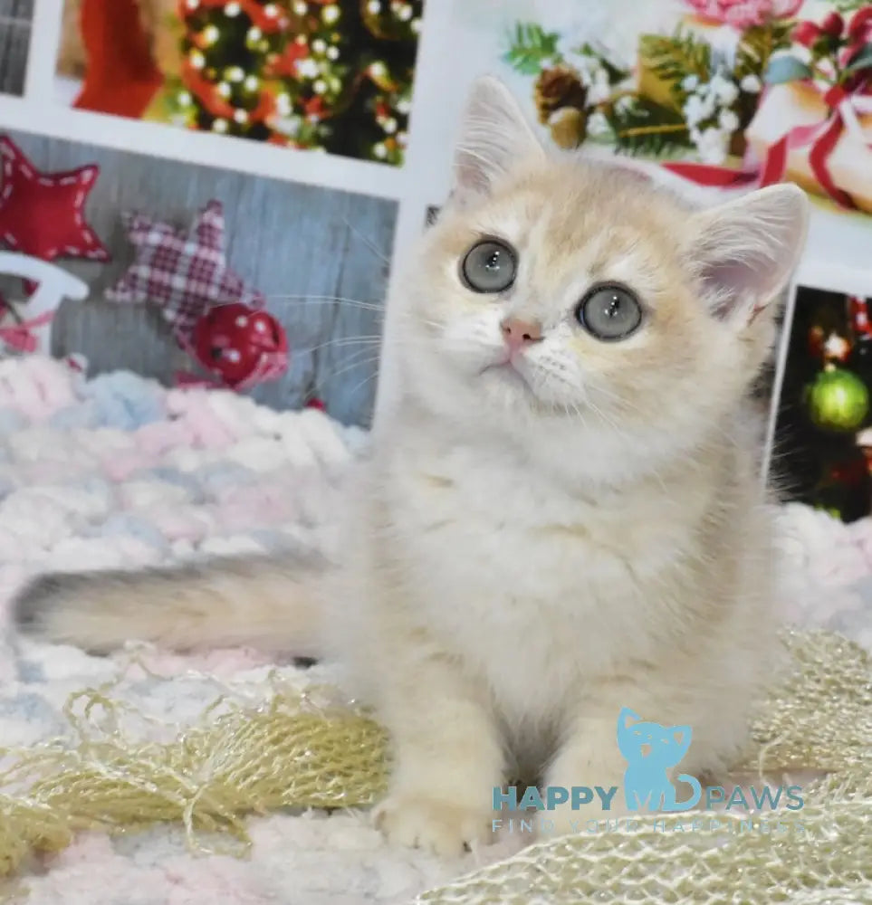 Celine British Shorthair Female Blue Golden Chinchilla Live Animals