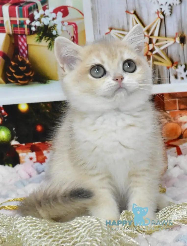 Celine British Shorthair Female Blue Golden Chinchilla Live Animals