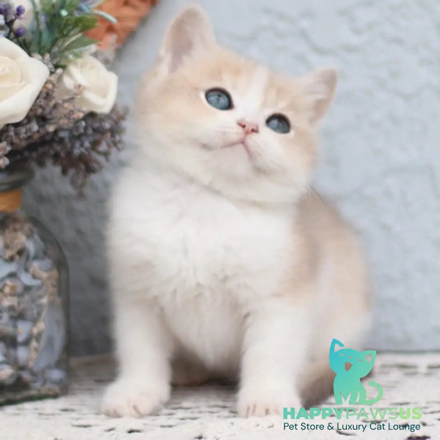 Celine British Shorthair female blue golden shaded bicolour - live animals