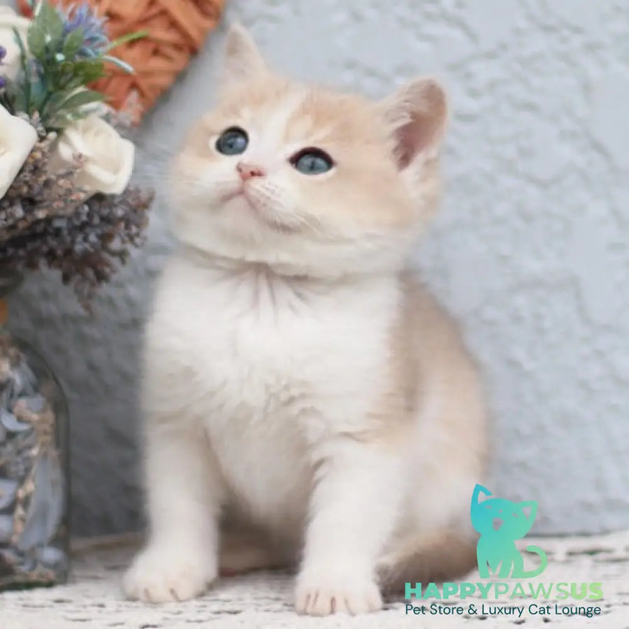Celine British Shorthair female blue golden shaded bicolour - live animals