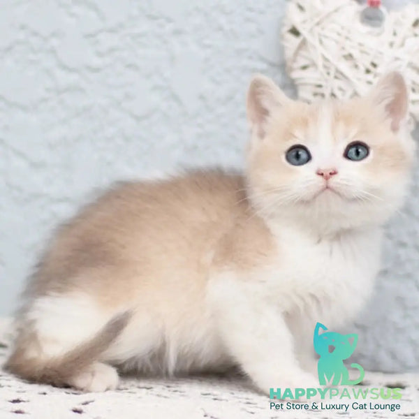 Celine British Shorthair female blue golden shaded bicolour - live animals