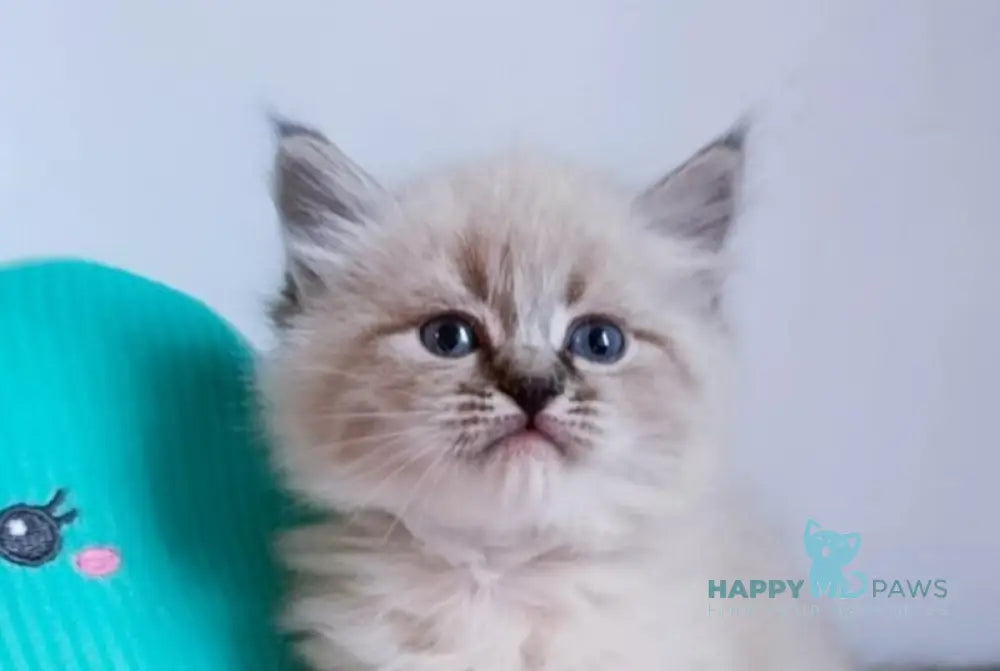 Cepheus Neva Masquerade male black tabby pointed live animals