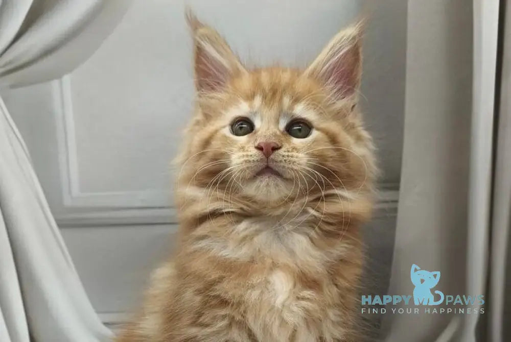 Cercea Maine Coon female red tabby live animals