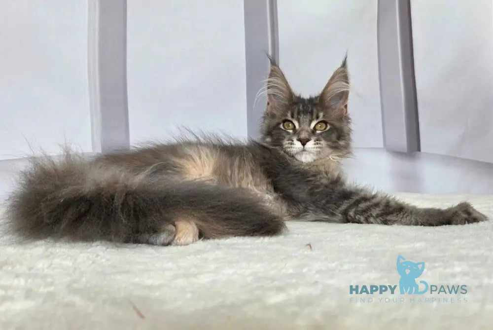 Ceres Maine Coon male blue tortie ticked tabby live animals