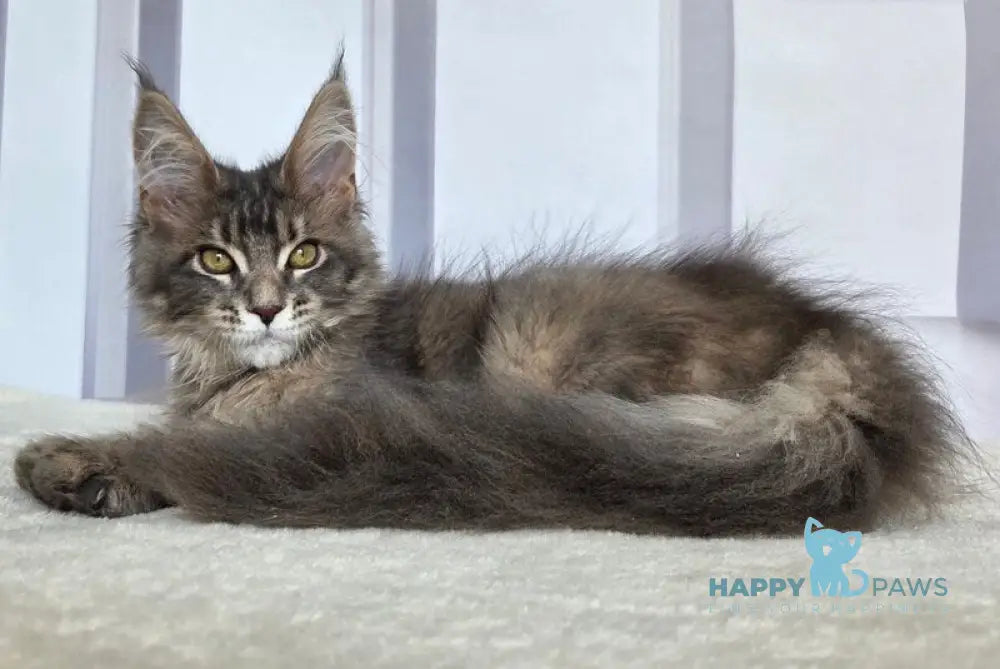 Ceres Maine Coon male blue tortie ticked tabby live animals