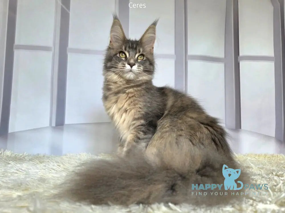 Ceres Maine Coon male blue tortie ticked tabby live animals