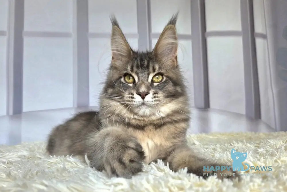 Ceres Maine Coon male blue tortie ticked tabby live animals