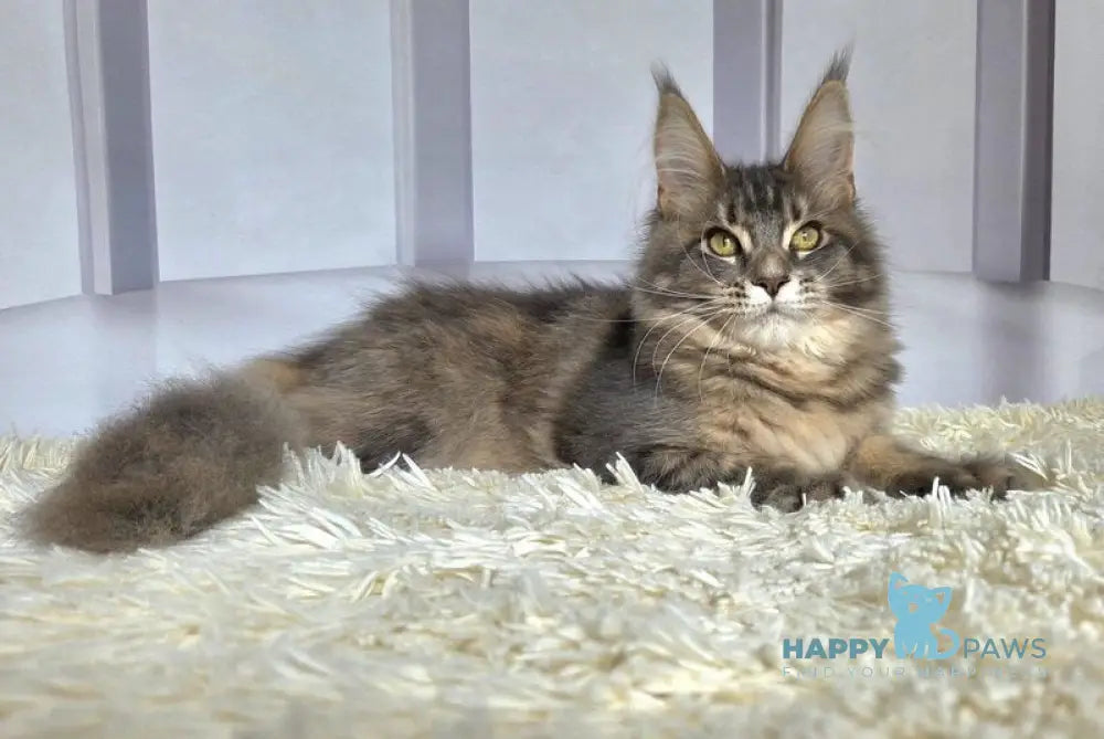 Ceres Maine Coon male blue tortie ticked tabby live animals