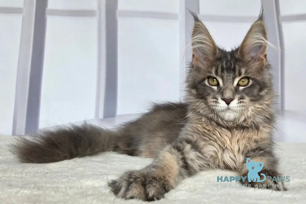 Ceres Maine Coon male blue tortie ticked tabby live animals