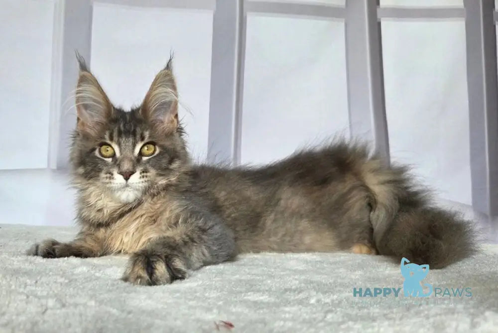 Ceres Maine Coon male blue tortie ticked tabby live animals