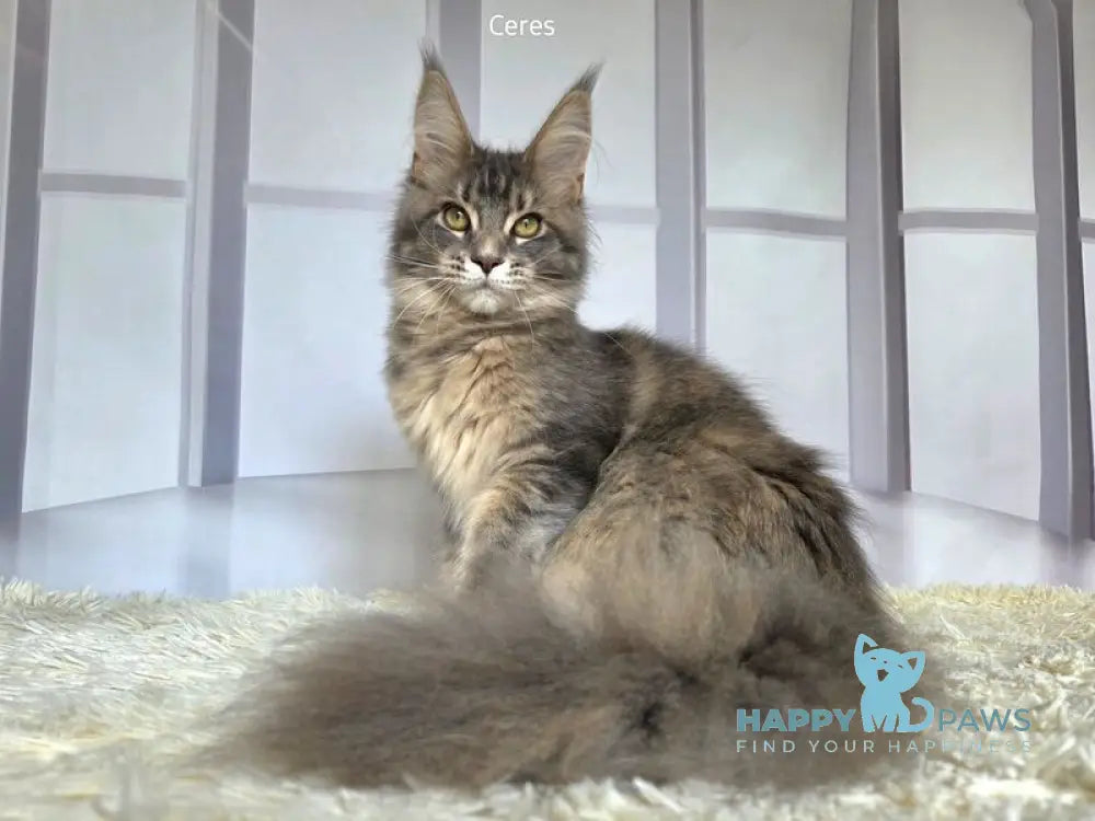 Ceres Maine Coon male blue tortie ticked tabby live animals