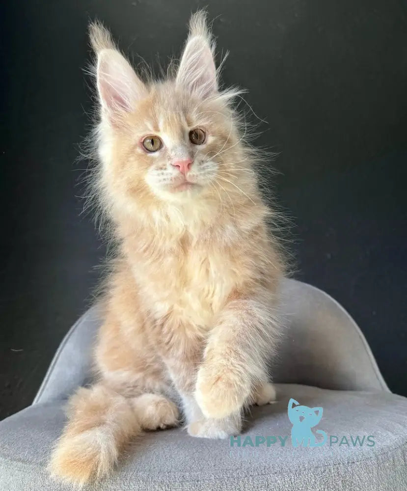 Ceron Maine Coon male cream ticked tabby live animals