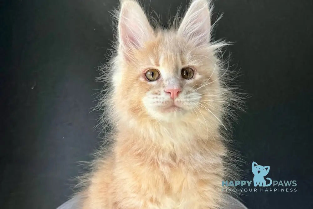 Ceron Maine Coon male cream ticked tabby live animals