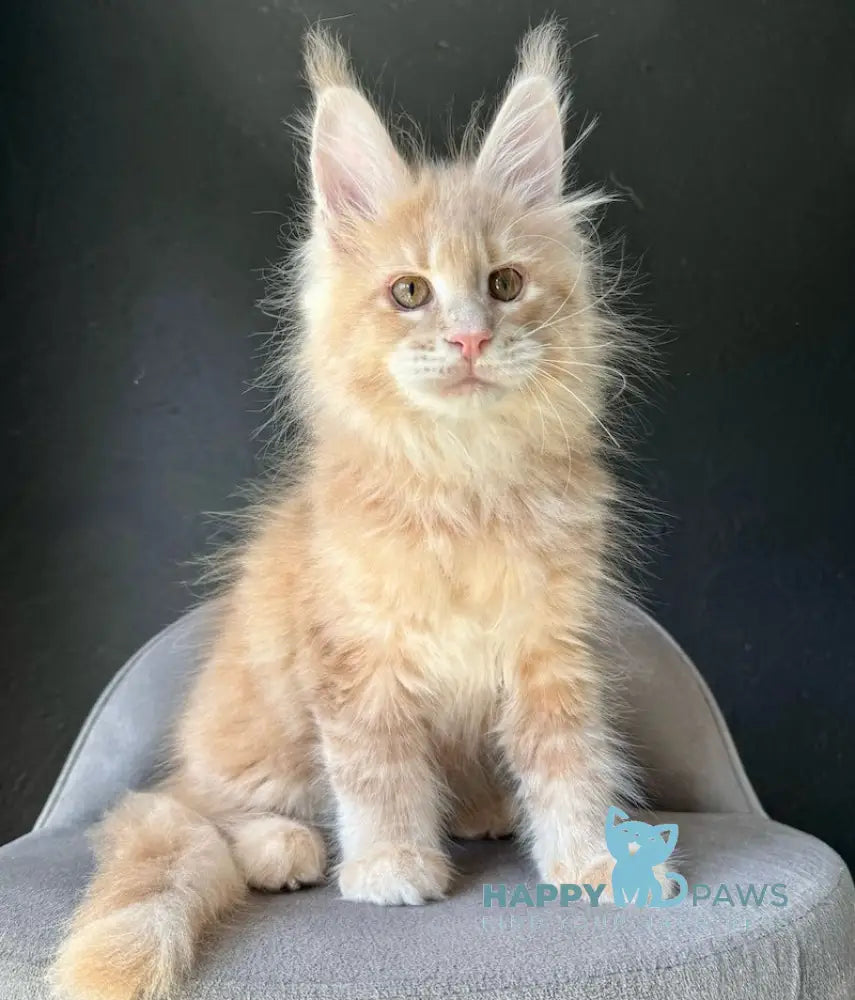 Ceron Maine Coon male cream ticked tabby live animals