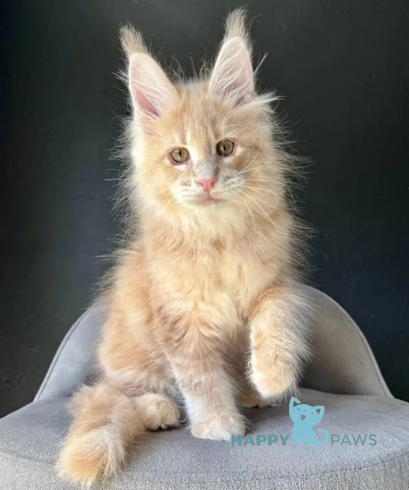 Ceron Maine Coon male cream ticked tabby live animals