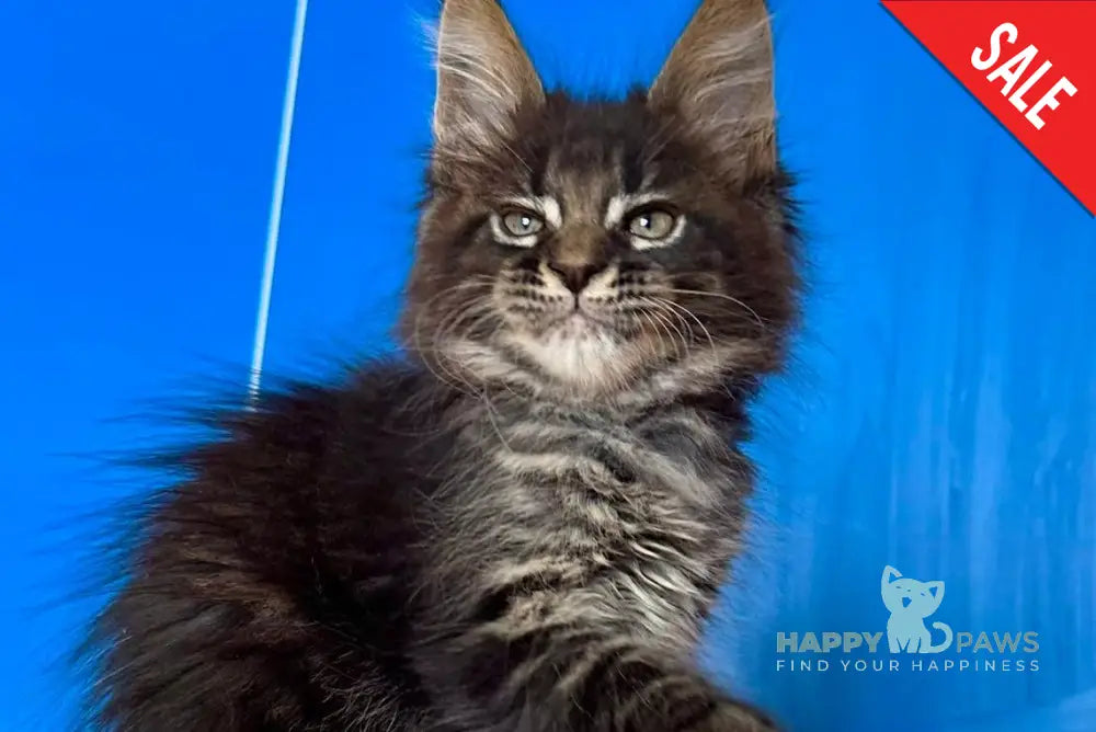 Cesar Maine Coon male black tabby live animals