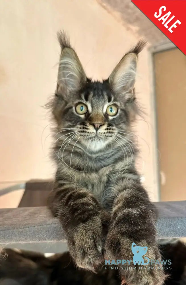 Cesar Maine Coon polydactyl male black tabby live animals