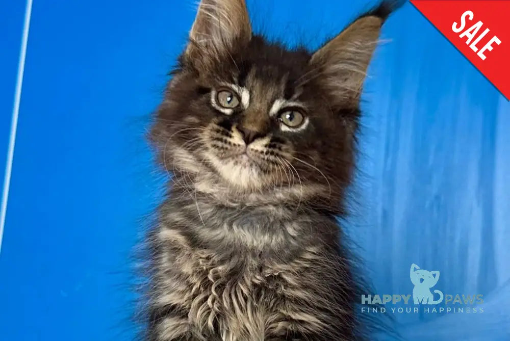 Cesar Maine Coon male black tabby live animals