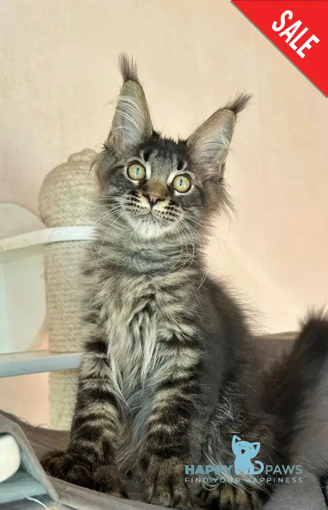 Cesar Maine Coon polydactyl male black tabby live animals