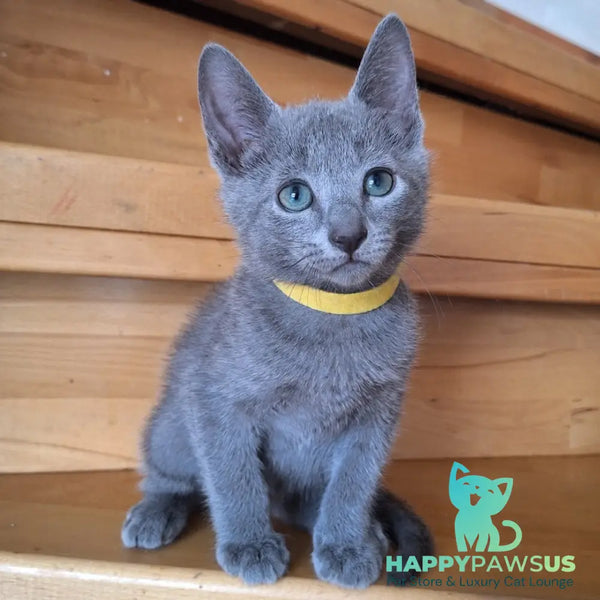 Cesar Russian Blue male blue - live animals