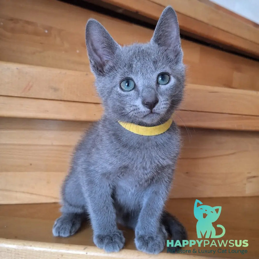 Cesar Russian Blue male blue - live animals