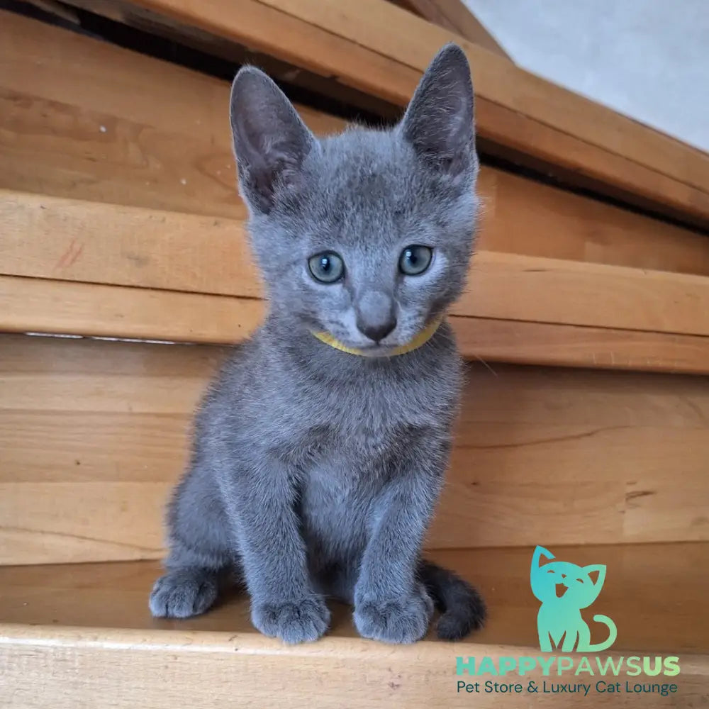 Cesar Russian Blue male blue - live animals