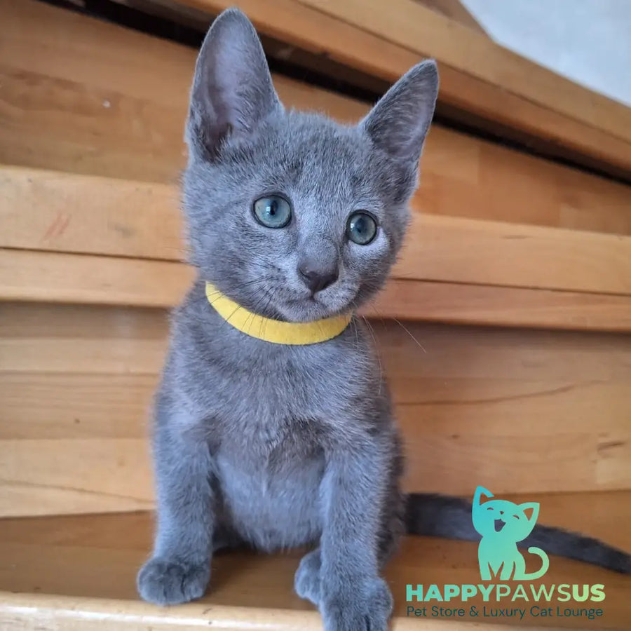 Cesar Russian Blue male blue - live animals