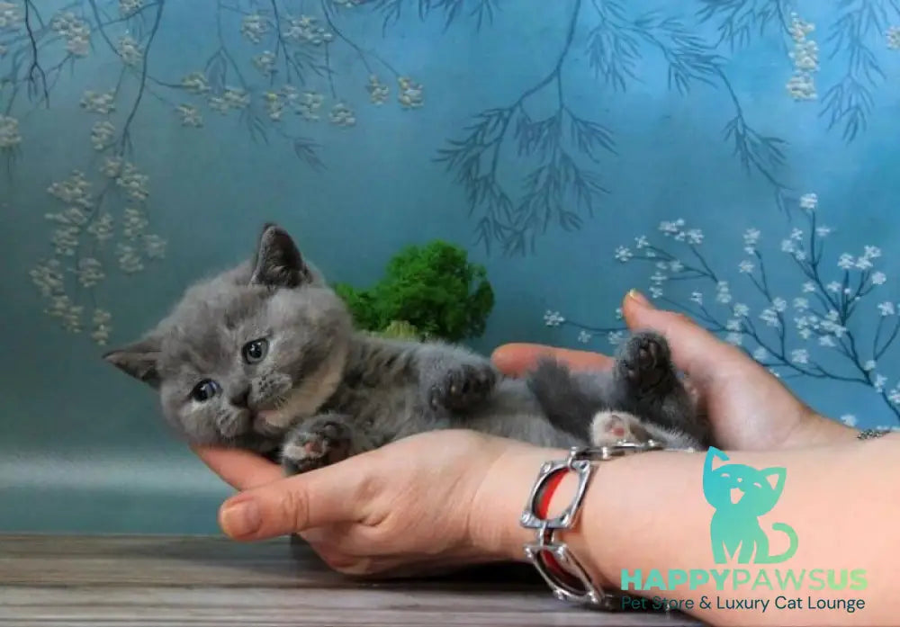 Cessi British Shorthair female blue tortie - live animals