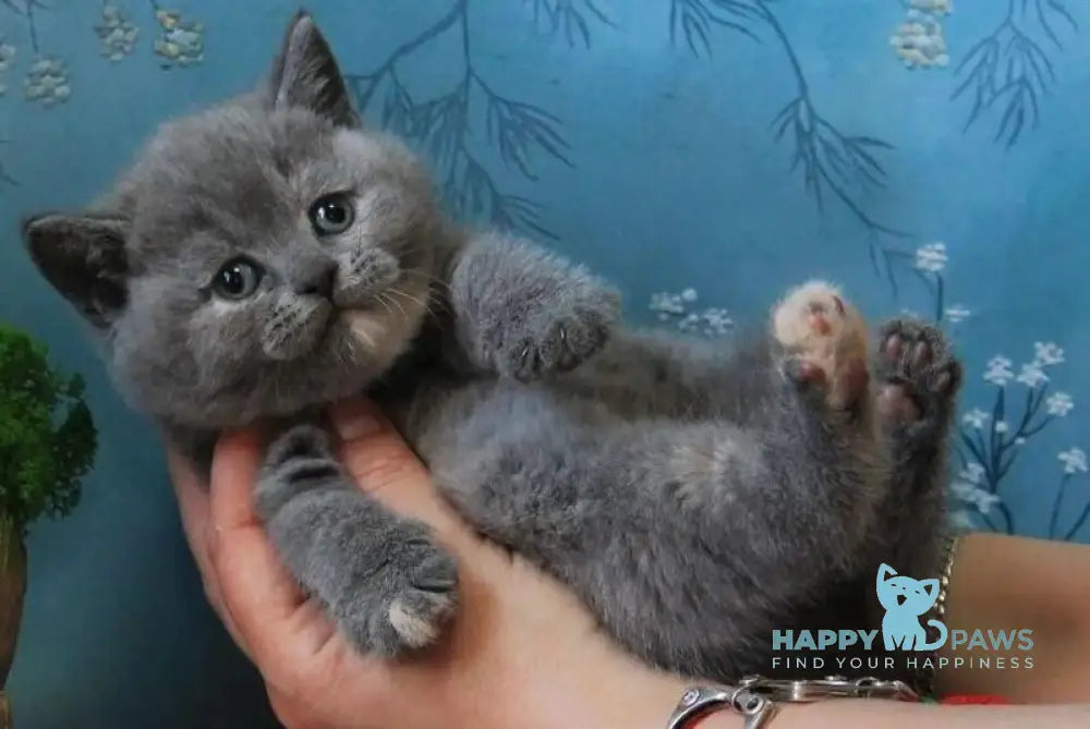 Cessi British Shorthair female blue tortie - live animals