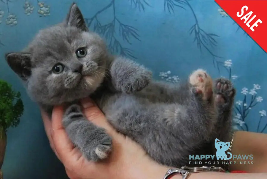 Cessi British Shorthair female blue tortie - live animals