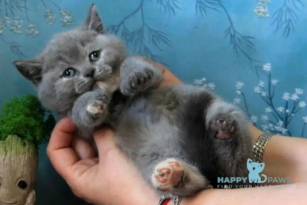 Cessi British Shorthair female blue tortie - live animals