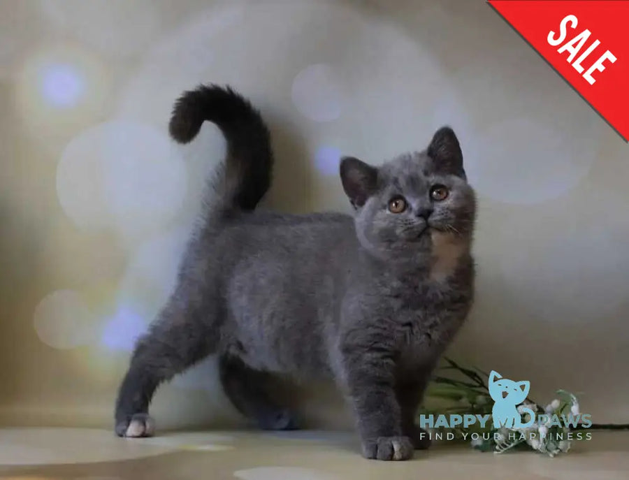 Cessi British Shorthair female blue tortie - live animals