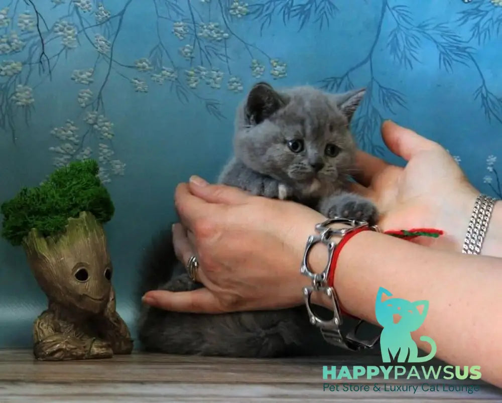 Cessi British Shorthair female blue tortie - live animals