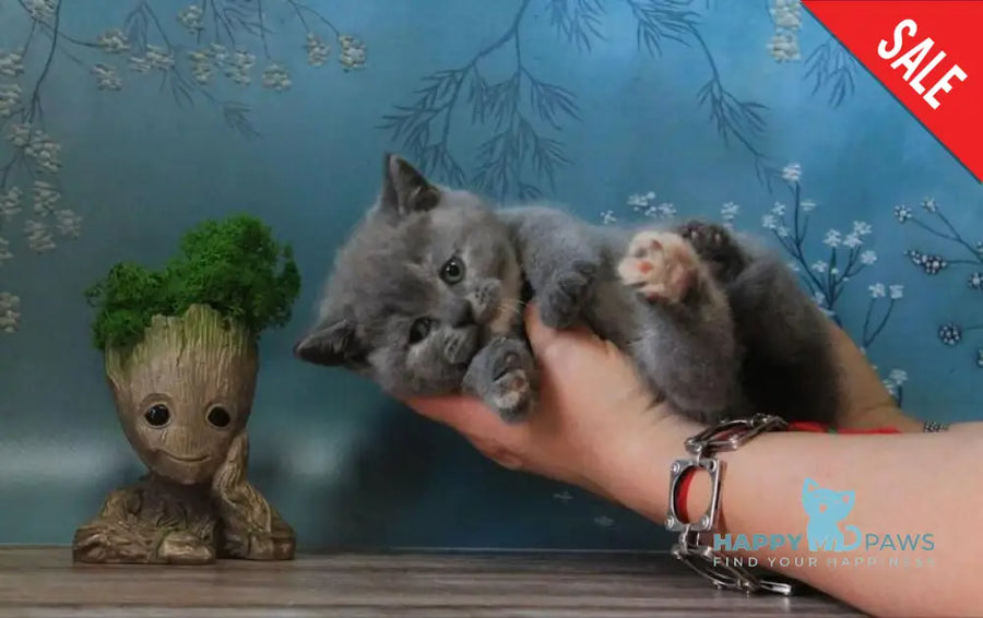 Cessi British Shorthair female blue tortie - live animals