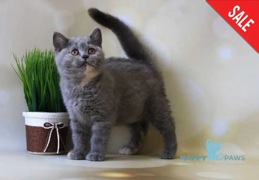 Cessi British Shorthair female blue tortie - live animals