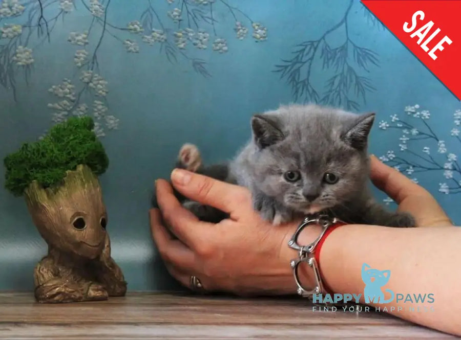 Cessi British Shorthair female blue tortie - live animals