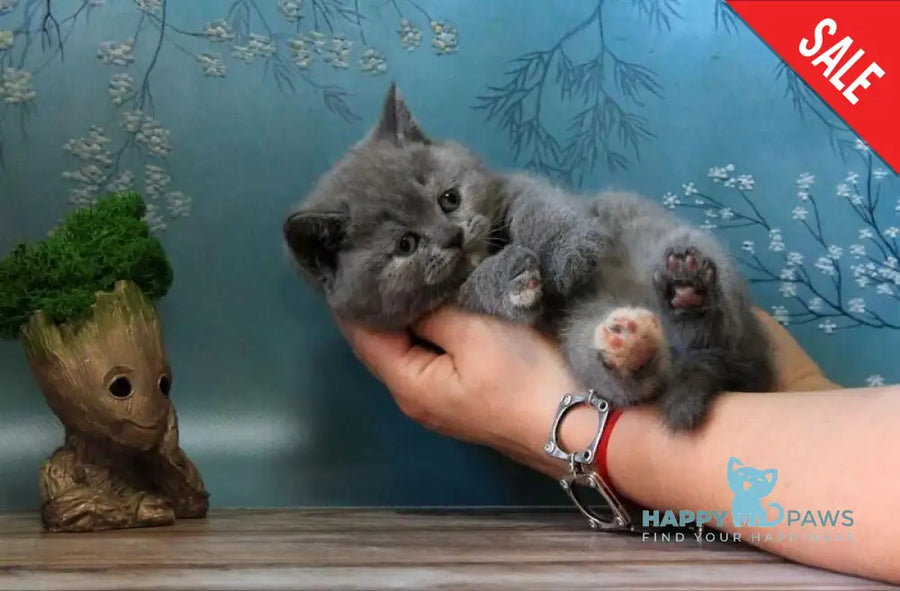 Cessi British Shorthair female blue tortie - live animals