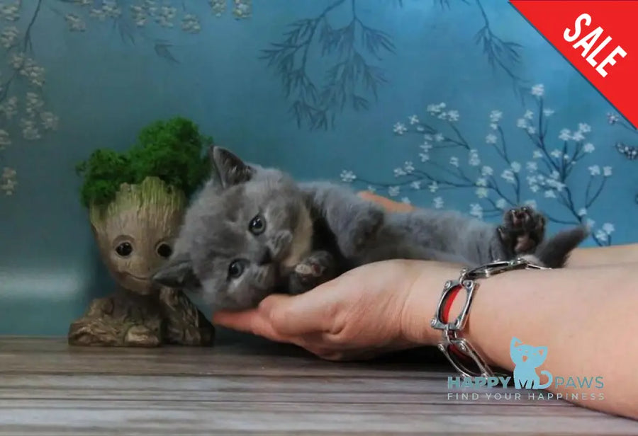 Cessi British Shorthair female blue tortie - live animals