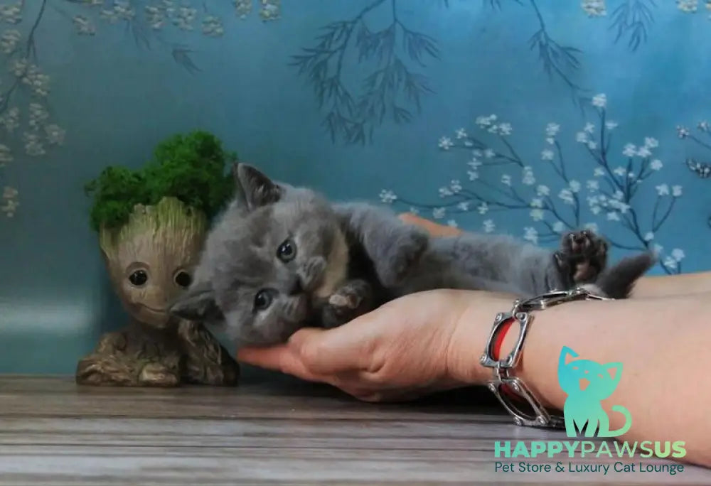 Cessi British Shorthair female blue tortie - live animals