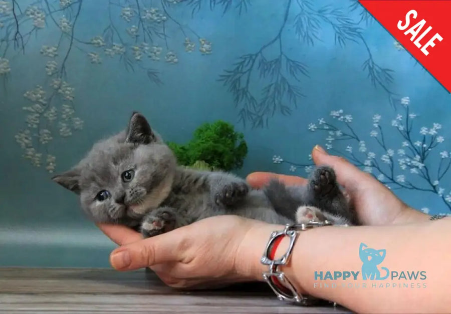 Cessi British Shorthair female blue tortie - live animals