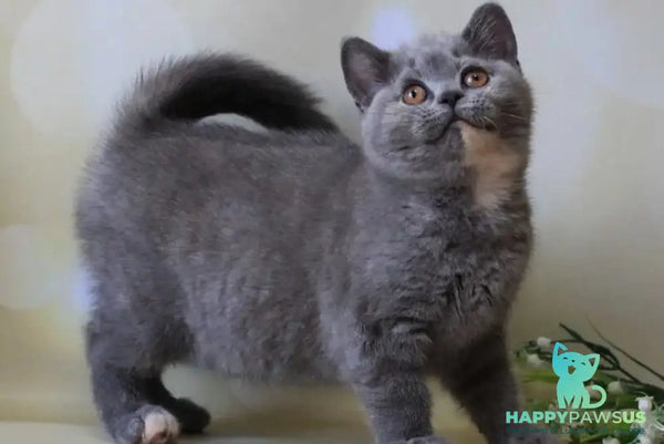 Cessi British Shorthair female blue tortie - live animals