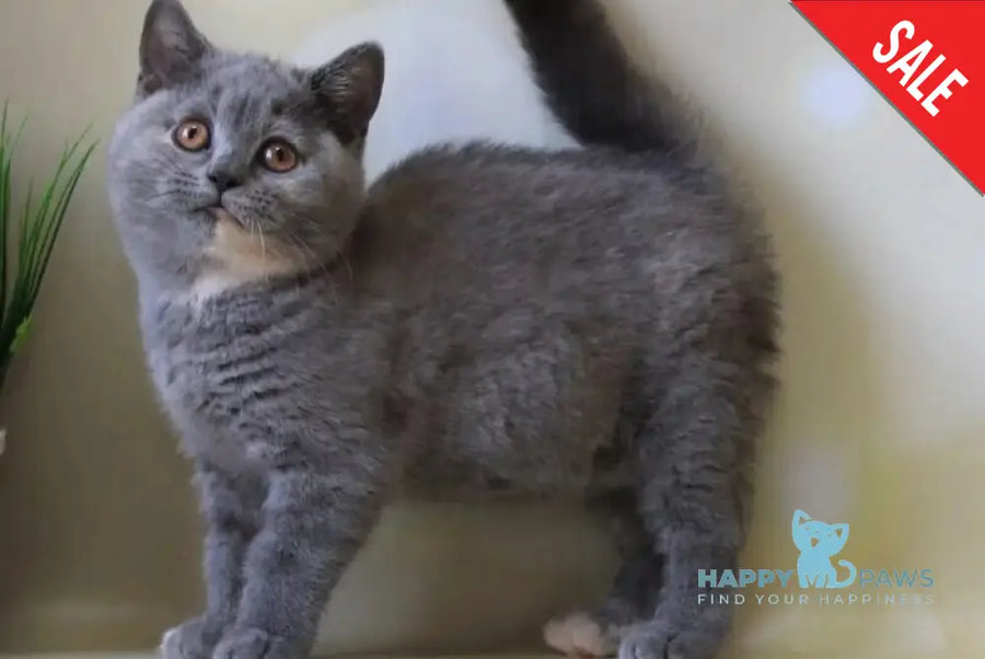 Cessi British Shorthair female blue tortie - live animals