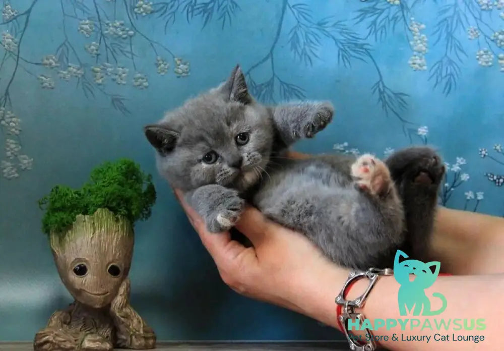 Cessi British Shorthair female blue tortie - live animals
