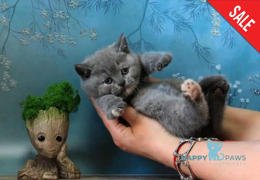 Cessi British Shorthair female blue tortie - live animals