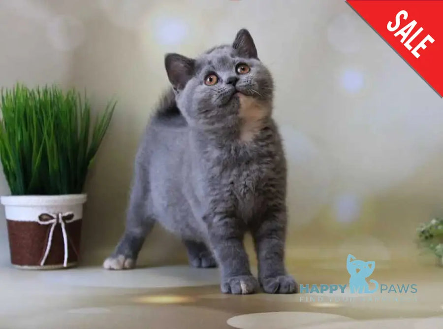 Cessi British Shorthair female blue tortie - live animals