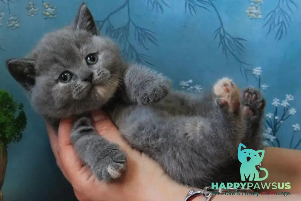 Cessi British Shorthair female blue tortie - live animals