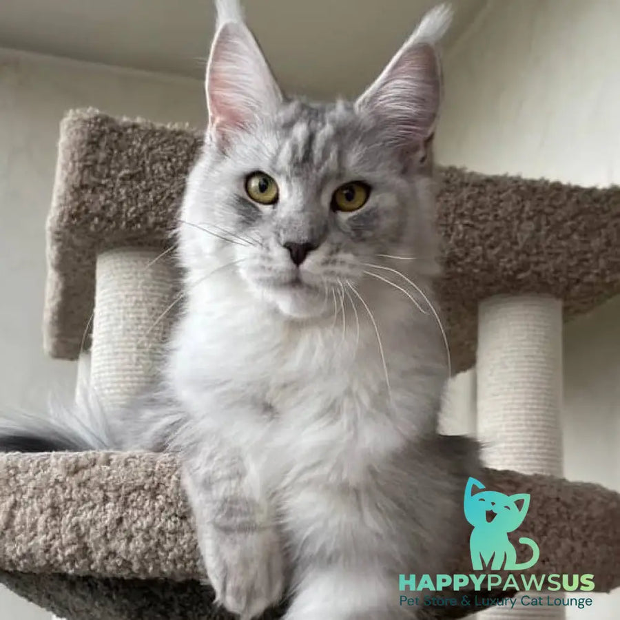 Cevelina Maine Coon female black silver tabby - live animals