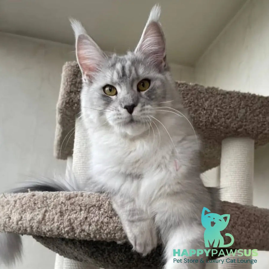 Cevelina Maine Coon female black silver tabby - live animals